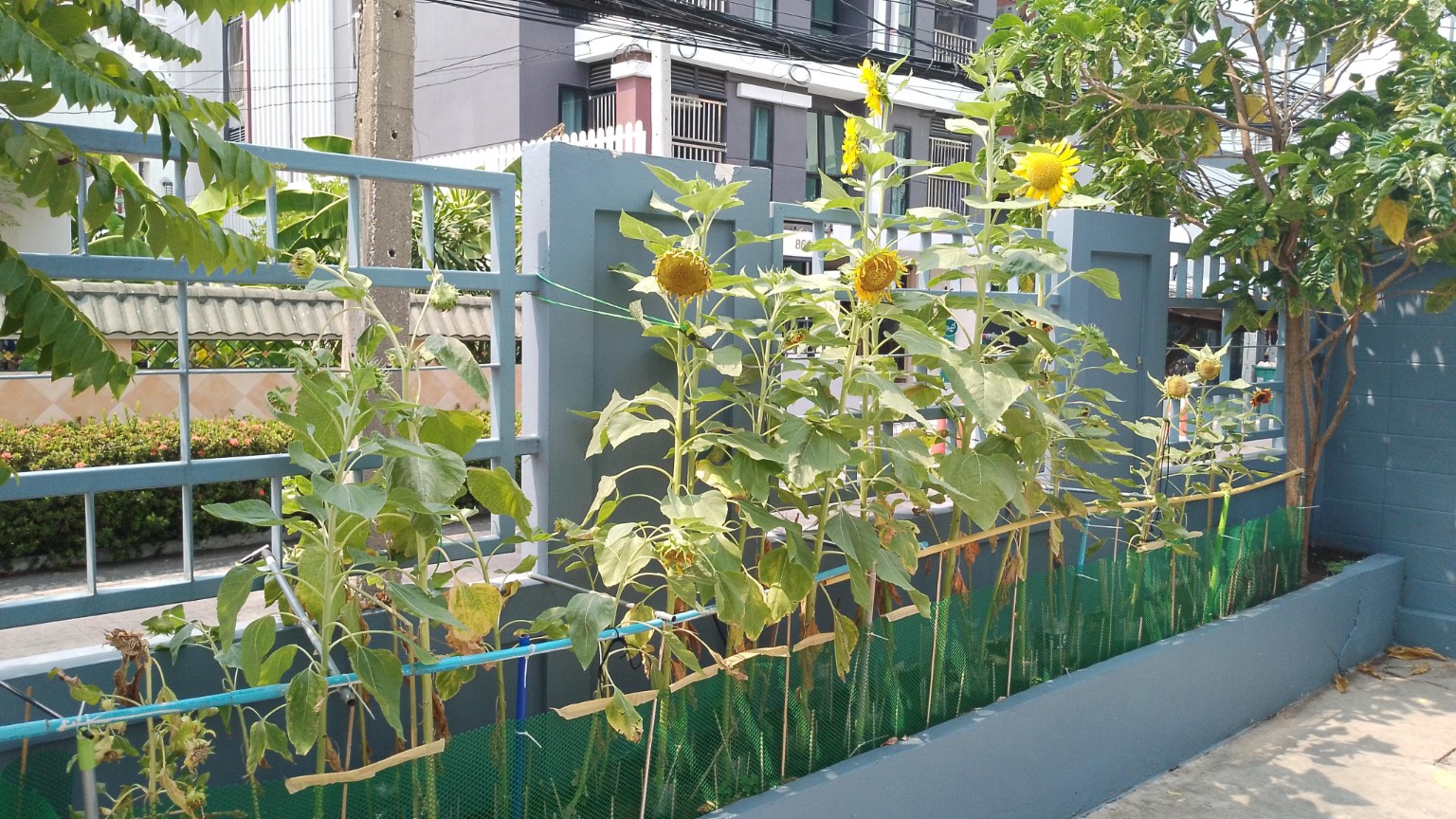 Sunflowers growing beside a Bangkok neighborhood wall